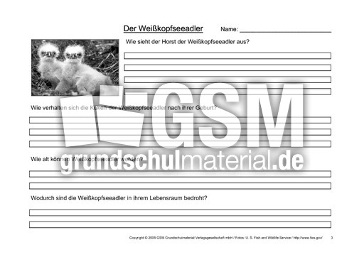Weißkopfseeadler-Fragen-3.pdf